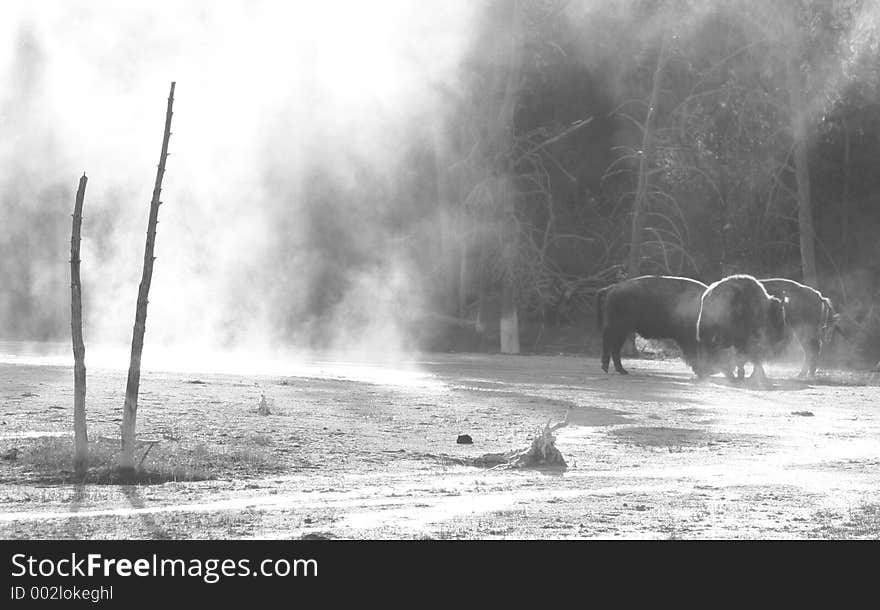 Bison keep warm by roaming through the steam from the thermal features in Yellowstone Park and huddling up. Bison keep warm by roaming through the steam from the thermal features in Yellowstone Park and huddling up.