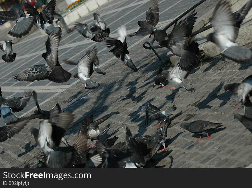 Fly pigeons