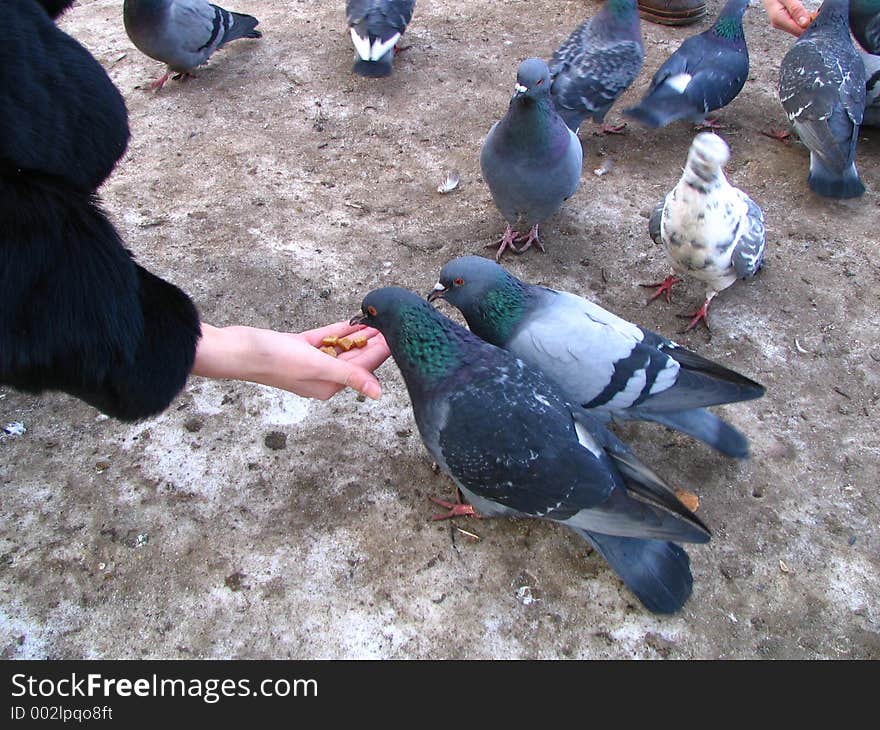 People feeding the pigeons. People feeding the pigeons