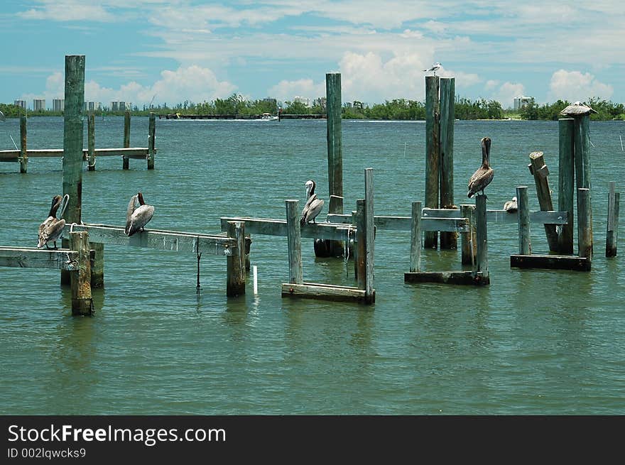 Photographed at a local commercial fishing dock in Florida. Photographed at a local commercial fishing dock in Florida.