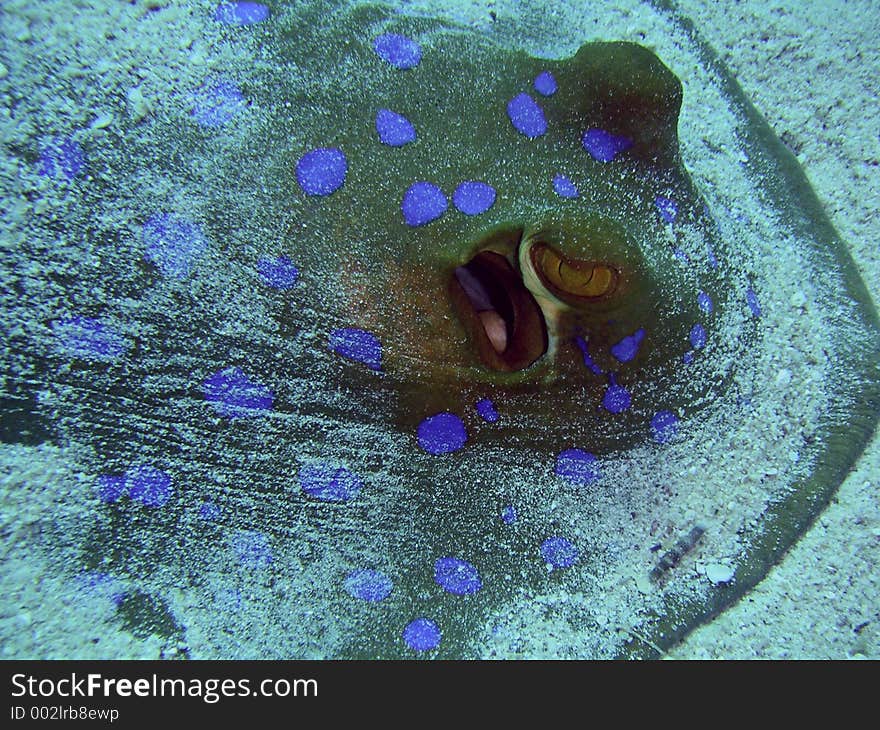 Blue Spotted Ray