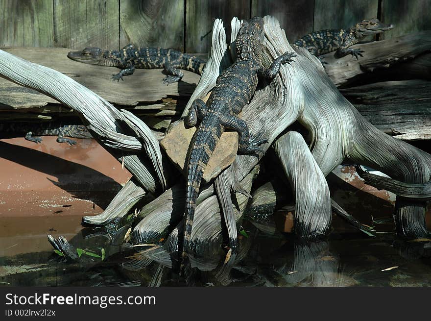 Photographed a an alligator farm in Florida. Photographed a an alligator farm in Florida.