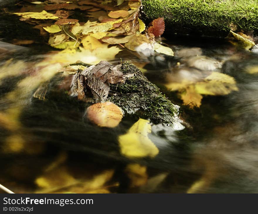 With autumn leaf. With autumn leaf