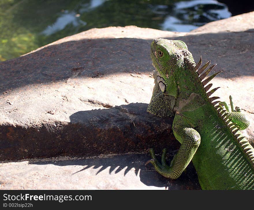 Iguana at a rock in Aruba. Shot taken at Radisson Aruba. Iguana at a rock in Aruba. Shot taken at Radisson Aruba...