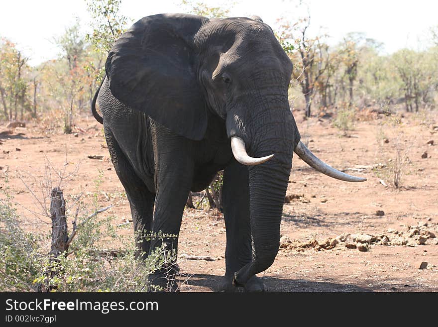 Wild elephant