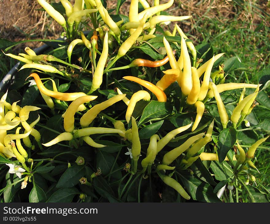 Yellow Chili Plant