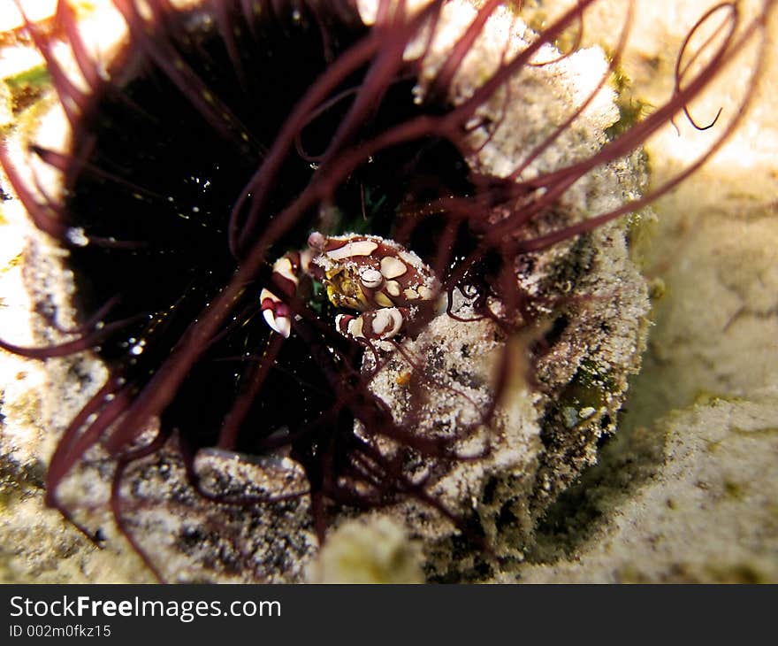 Hiding in a tube anemone. Lissocarcinus laevis. Hiding in a tube anemone. Lissocarcinus laevis