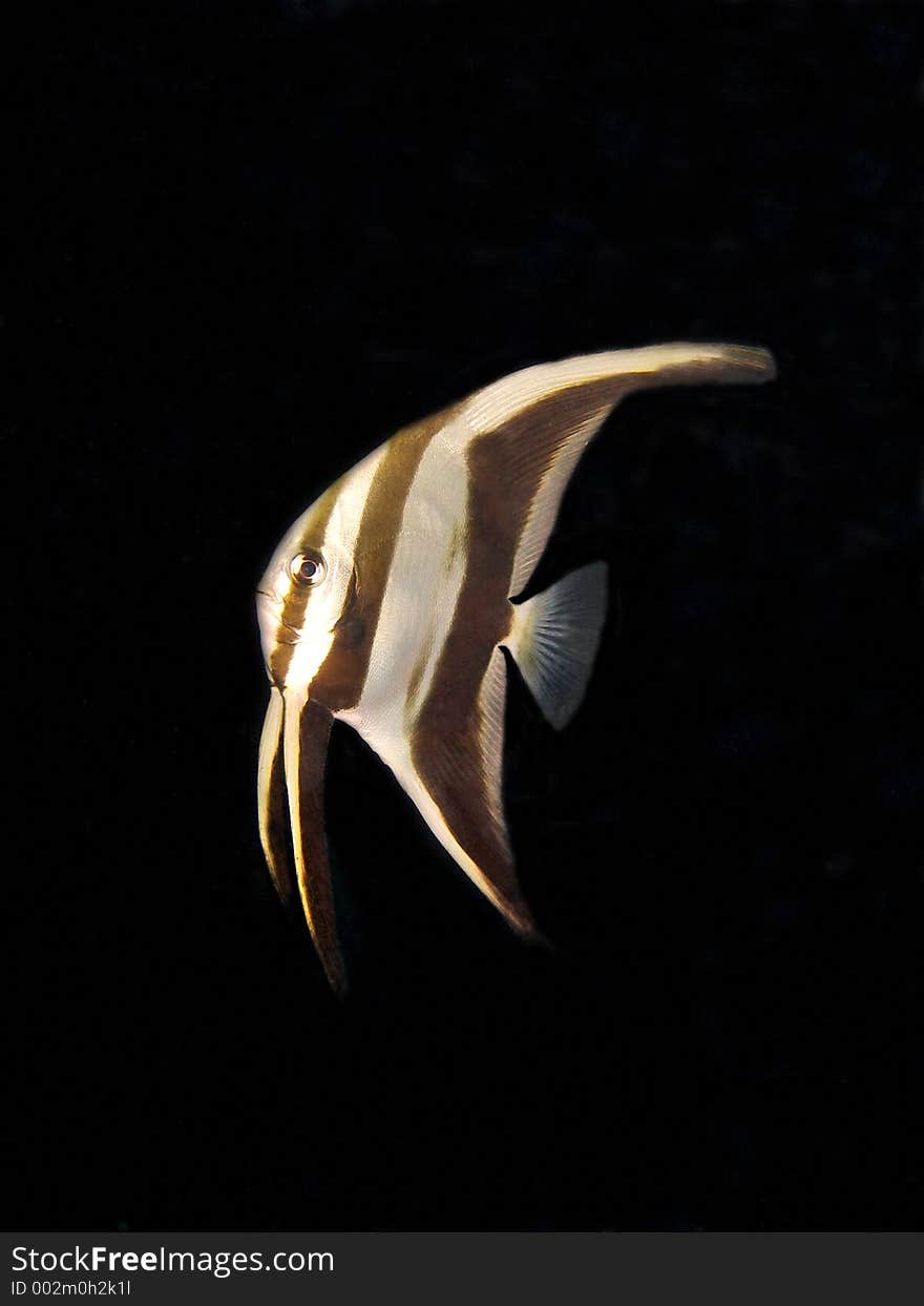 Friendly batfish isolated on black background