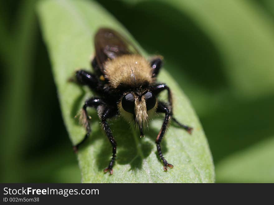 Close up of a Robber fly. Close up of a Robber fly