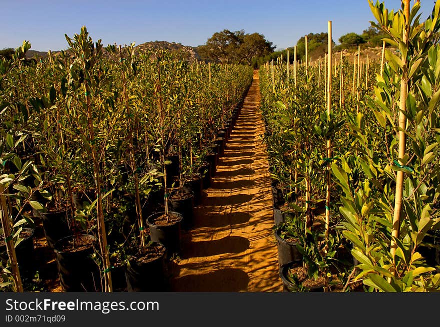 Large growing Fields. Large growing Fields