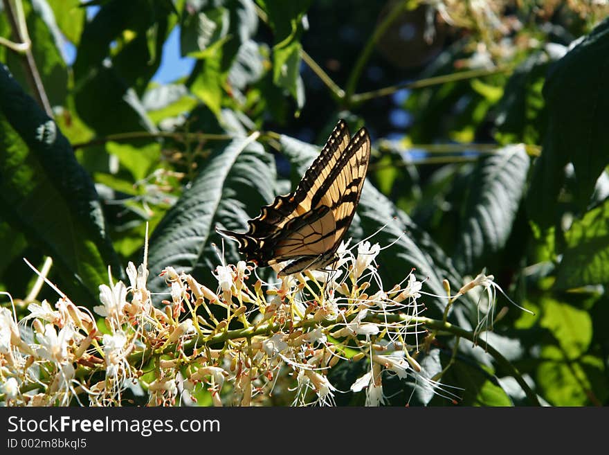 Butterfly Landing on Flower