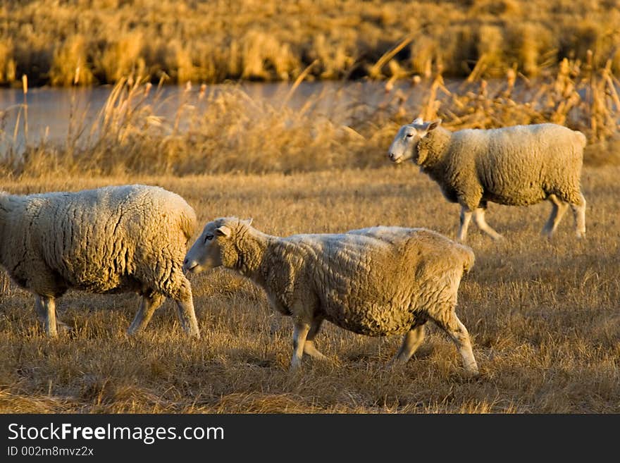 Sheep Farm