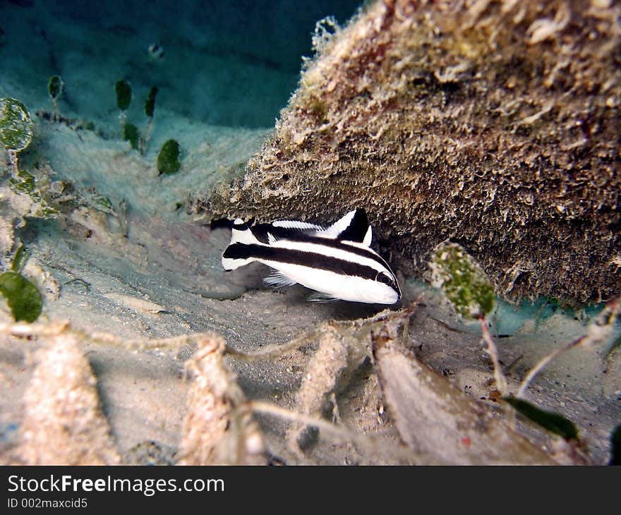 A juvenile painted sweetlip found during a shore dive at Mabul Island. A juvenile painted sweetlip found during a shore dive at Mabul Island