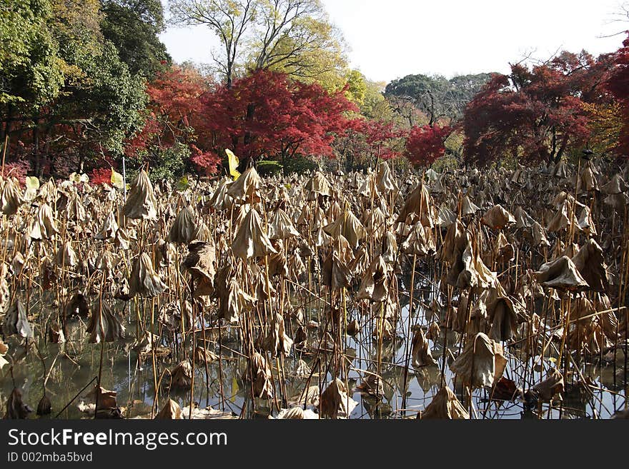 Multi-colored leaves on trees in Kyoto, Japan. Multi-colored leaves on trees in Kyoto, Japan