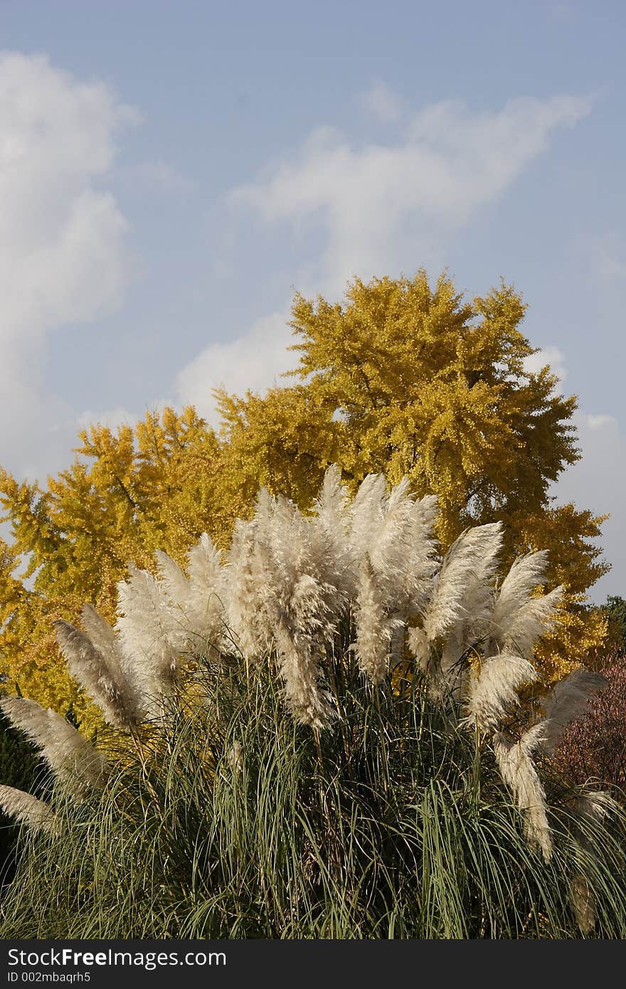 Autumn Colored Leaves