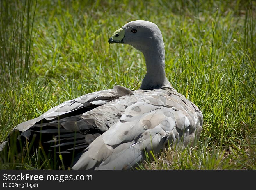 Cape Barren Goose