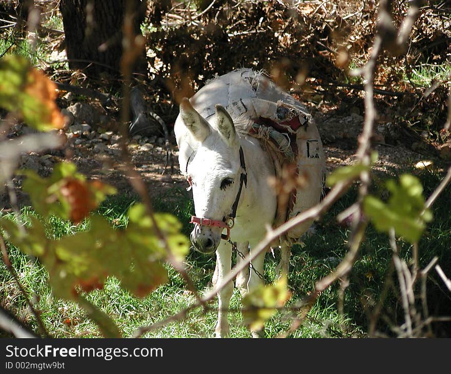 Donkey in wood