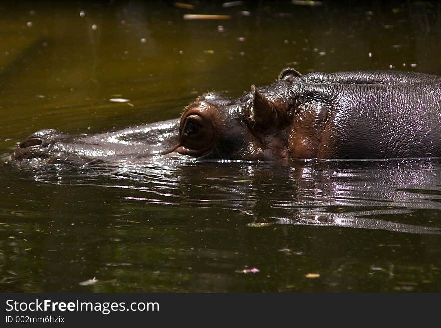 Hippopotamus