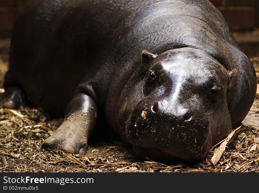 Pygmy Hippopotamus, Adelaide zoo, South Australia