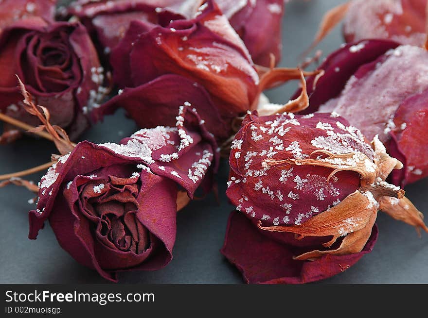 Roses with frost