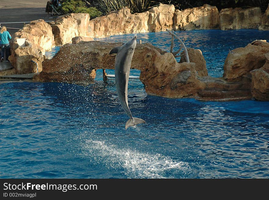 Dolphin leaping out of the water.