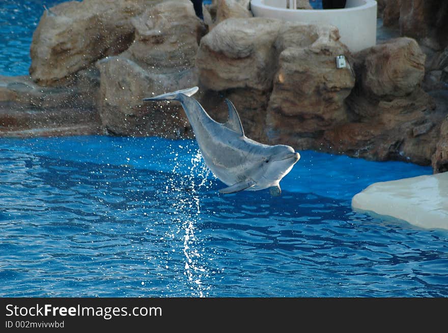 Dolphin leaping through the air. Dolphin leaping through the air.