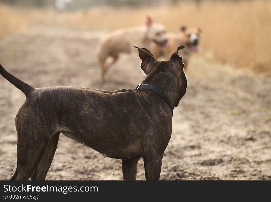 Dogs having fun