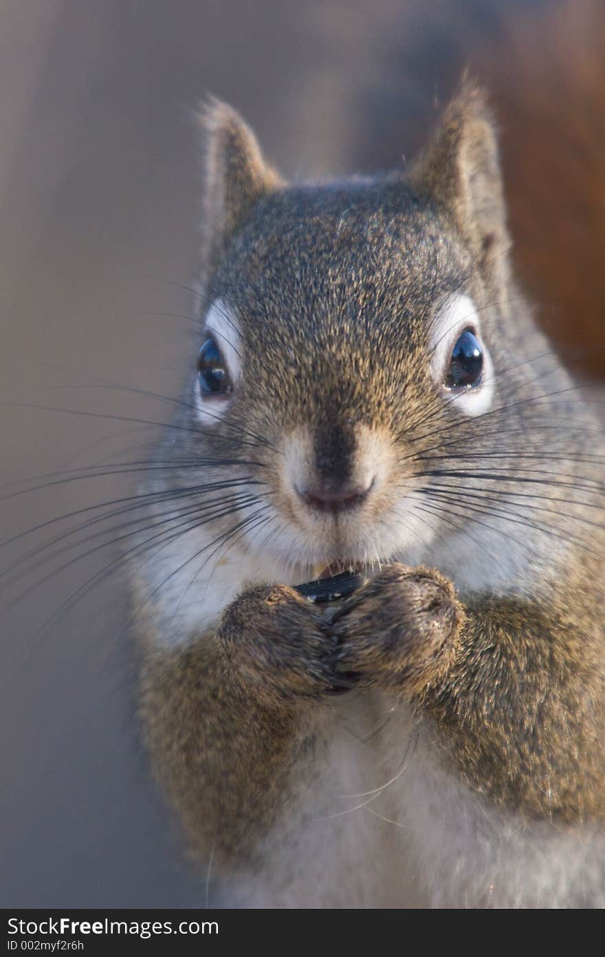 Squirrel Munch