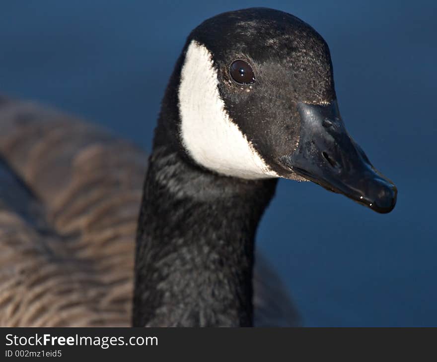 Canada Goose Portrait