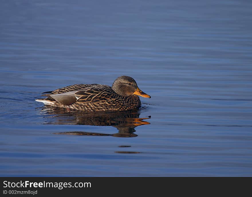 Mallard reflections