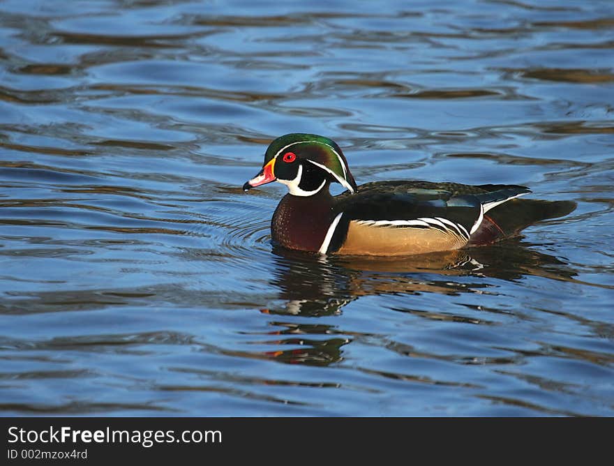 Wood Duck