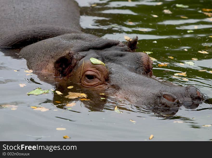 Africa, african, animal, basking, bath, bathing, bite, chilling, conservation, cool, creature, cuddly, cute, danger, drown, hazard, hide, hippo, hippopotamouse, hippopotamus, lurk, mammal, menace, mud, nature, relax, safari, splash, submerged, teeth, wade, wallow, water, whipsnade, wild, wildlife. Africa, african, animal, basking, bath, bathing, bite, chilling, conservation, cool, creature, cuddly, cute, danger, drown, hazard, hide, hippo, hippopotamouse, hippopotamus, lurk, mammal, menace, mud, nature, relax, safari, splash, submerged, teeth, wade, wallow, water, whipsnade, wild, wildlife