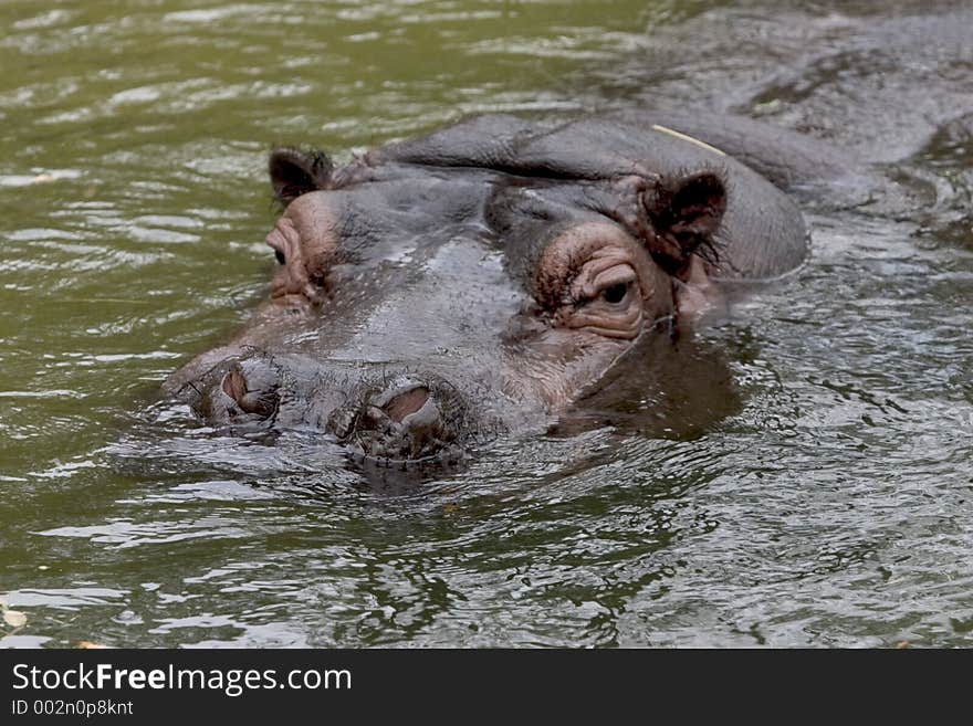 Africa, african, animal, basking, bath, bathing, bite, chilling, conservation, cool, creature, cuddly, cute, danger, drown, hazard, hide, hippo, hippopotamouse, hippopotamus, lurk, mammal, menace, mud, nature, relax, safari, splash, submerged, teeth, wade, wallow, water, whipsnade, wild, wildlife. Africa, african, animal, basking, bath, bathing, bite, chilling, conservation, cool, creature, cuddly, cute, danger, drown, hazard, hide, hippo, hippopotamouse, hippopotamus, lurk, mammal, menace, mud, nature, relax, safari, splash, submerged, teeth, wade, wallow, water, whipsnade, wild, wildlife