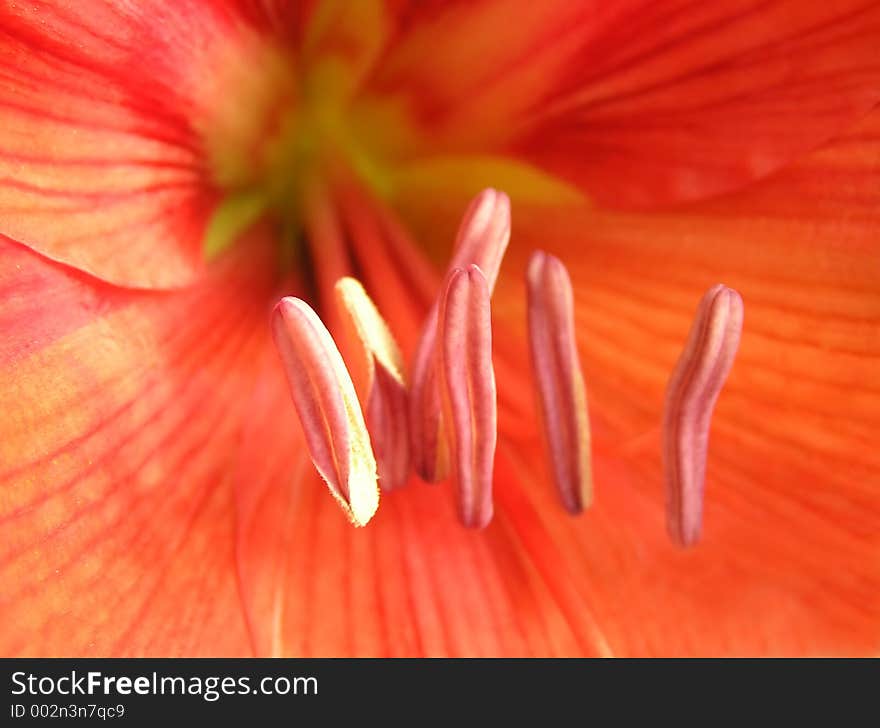 Stamens