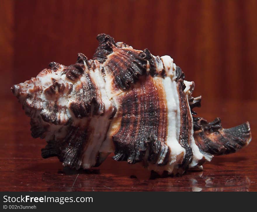 Sea shell