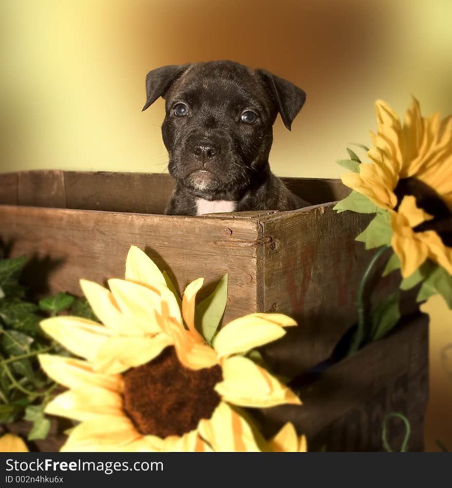 Puppy in a box