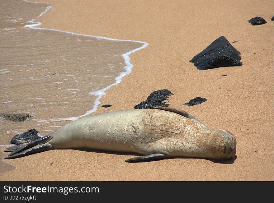 Sunbathing Seal in Kauai, Hawaii