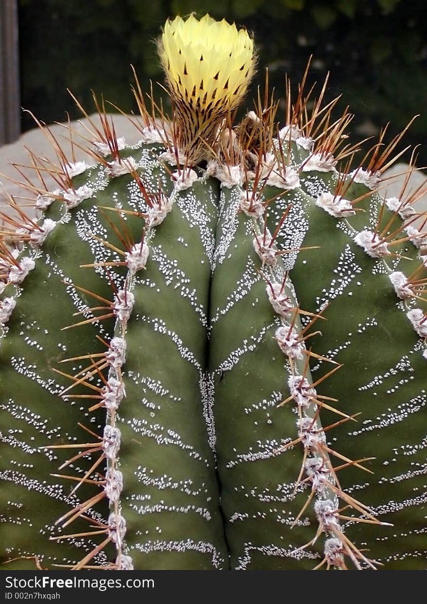 A cactus flowering with a yellow flower. A cactus flowering with a yellow flower