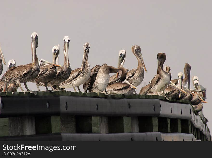 Pelicans along river. Pelicans along river