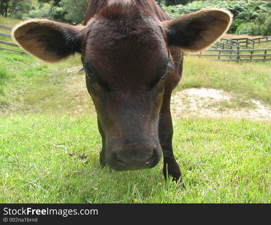 Three month old hereford/jersey cross calf