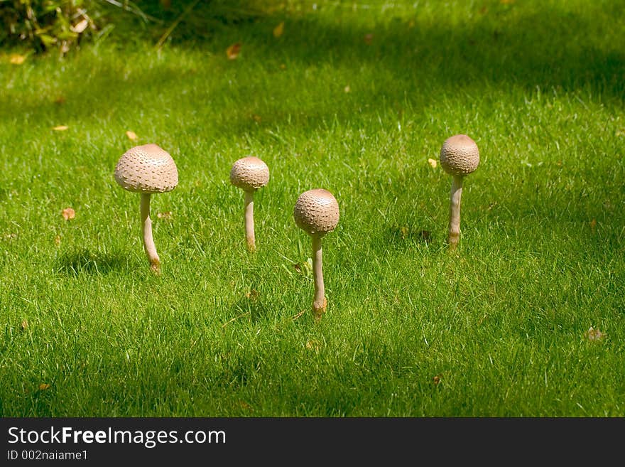 Mushrooms 1