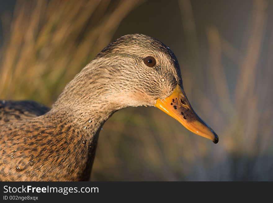 Mallard Hen Closeup