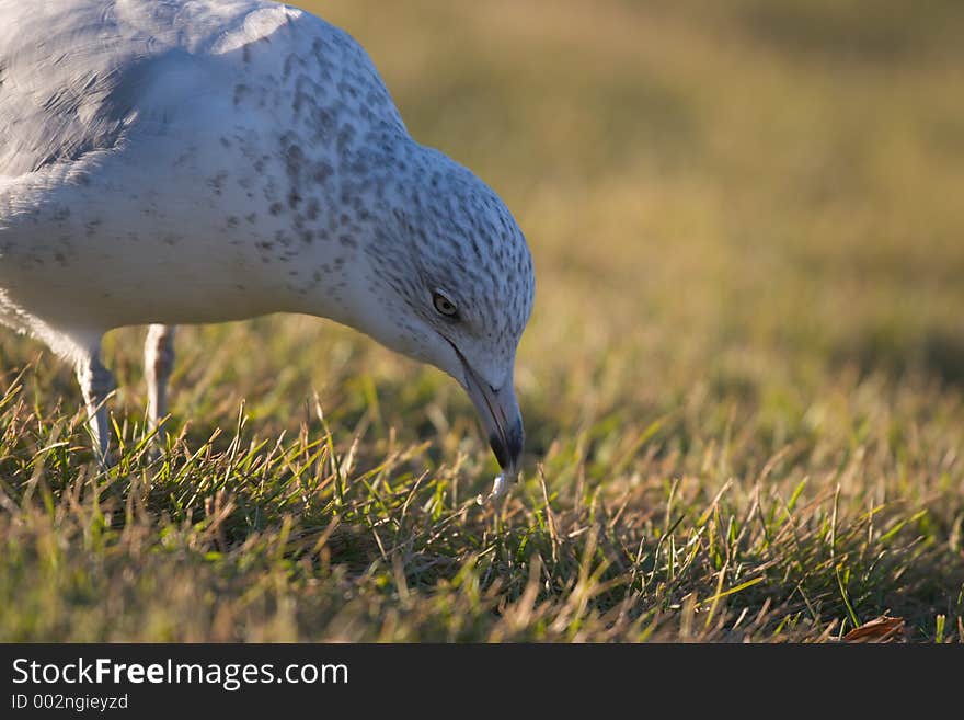 Feeding Seagull