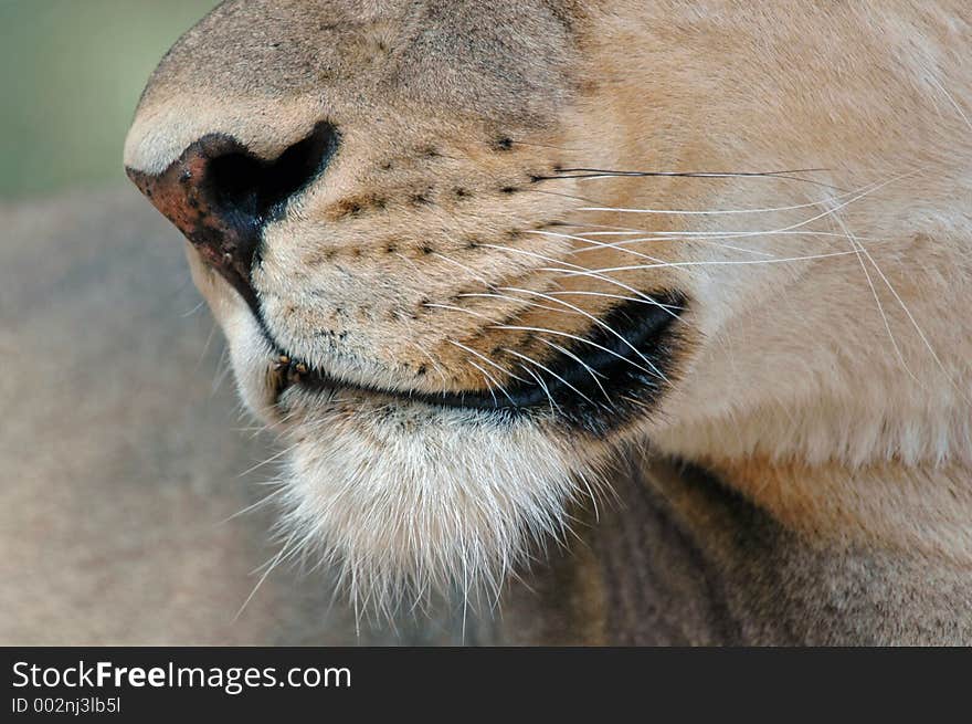 Big cat whiskers.