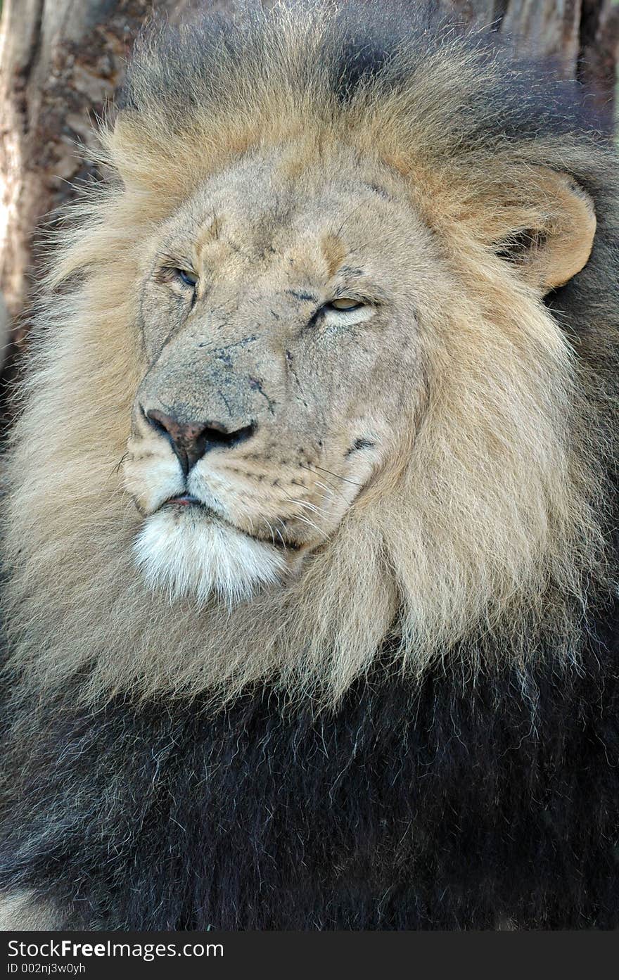 Male lion dozing against tree. Male lion dozing against tree.