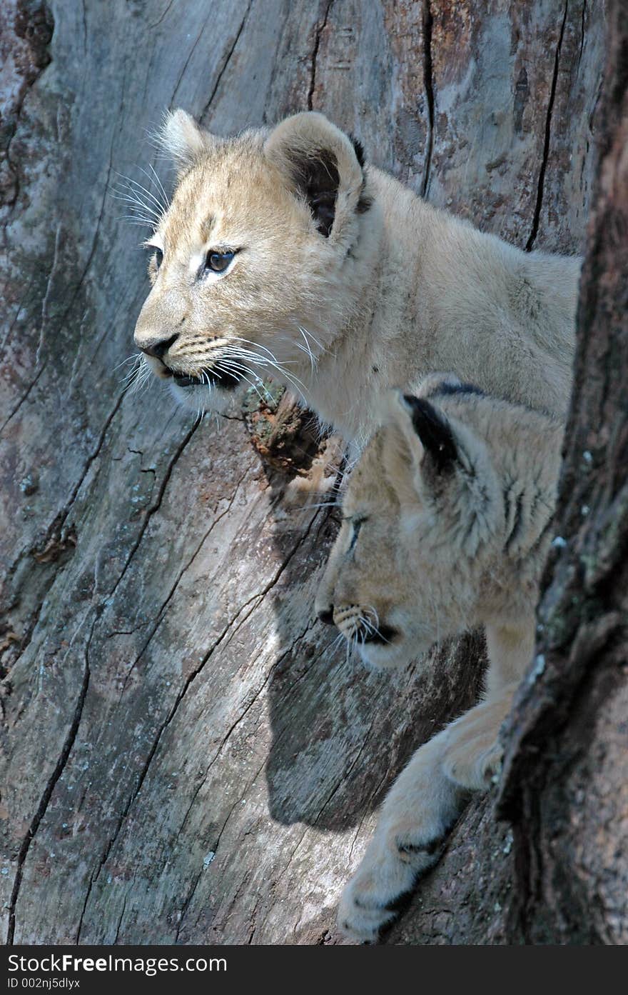 Baby lion playing in tree. Baby lion playing in tree.