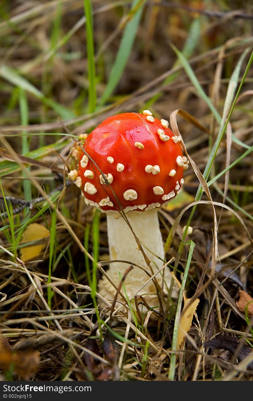 Red Toadstool