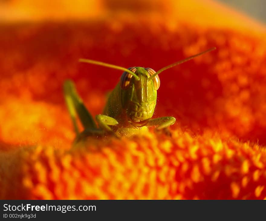 A green grasshopper on a orange towel. A green grasshopper on a orange towel