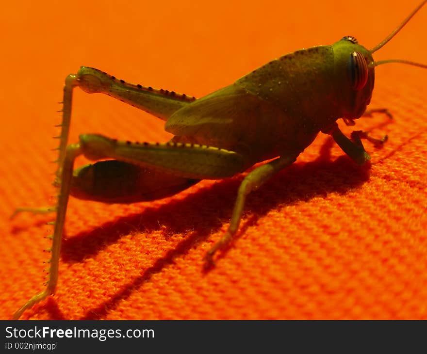 A green grasshopper on a orange towel