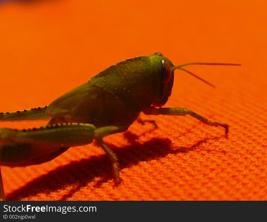 A green grasshopper on a orange towel. A green grasshopper on a orange towel